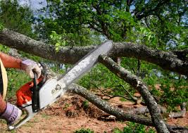 Best Storm Damage Tree Cleanup  in Hooks, TX