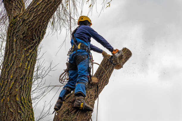 Best Seasonal Cleanup  in Hooks, TX