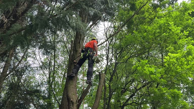 Best Tree Removal Service  in Hooks, TX